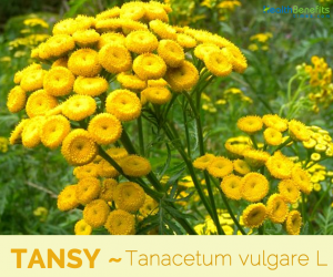 Health benefits of Tansy