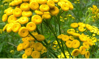 Health benefits of Tansy