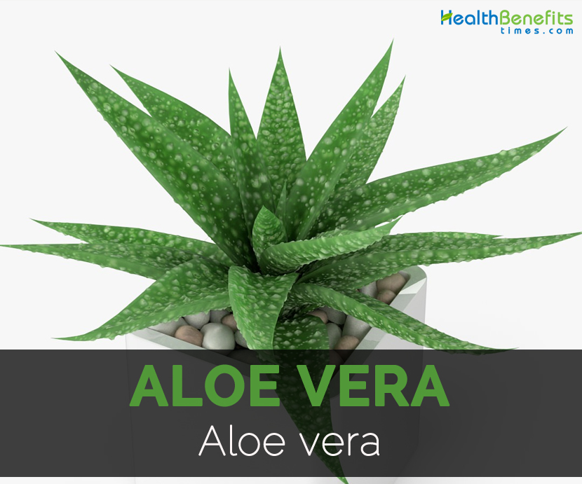 Aloe vera. 