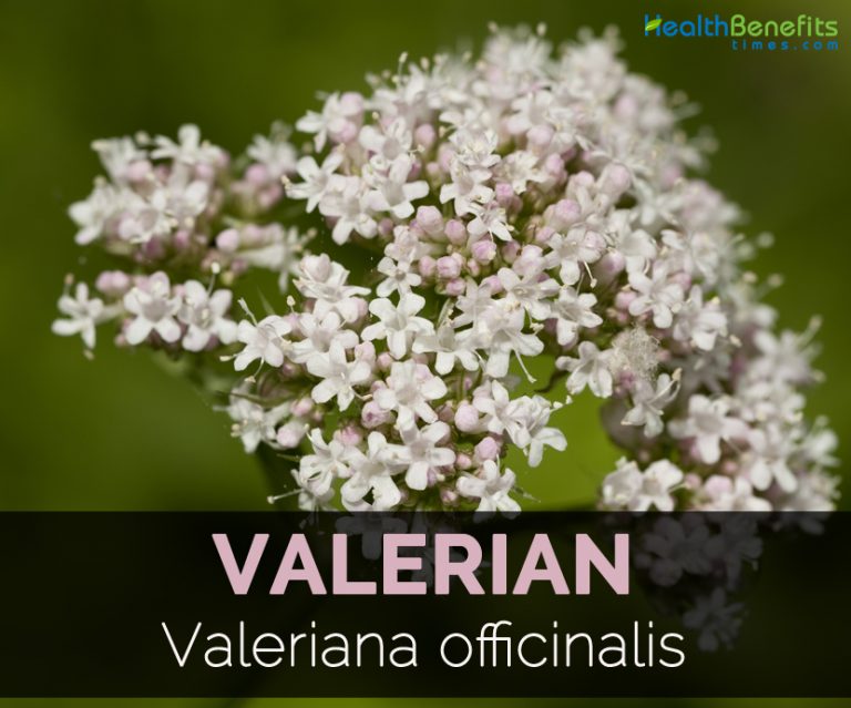 Valerian Facts and Health Benefits