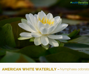 Facts and Benefits of American white waterlily