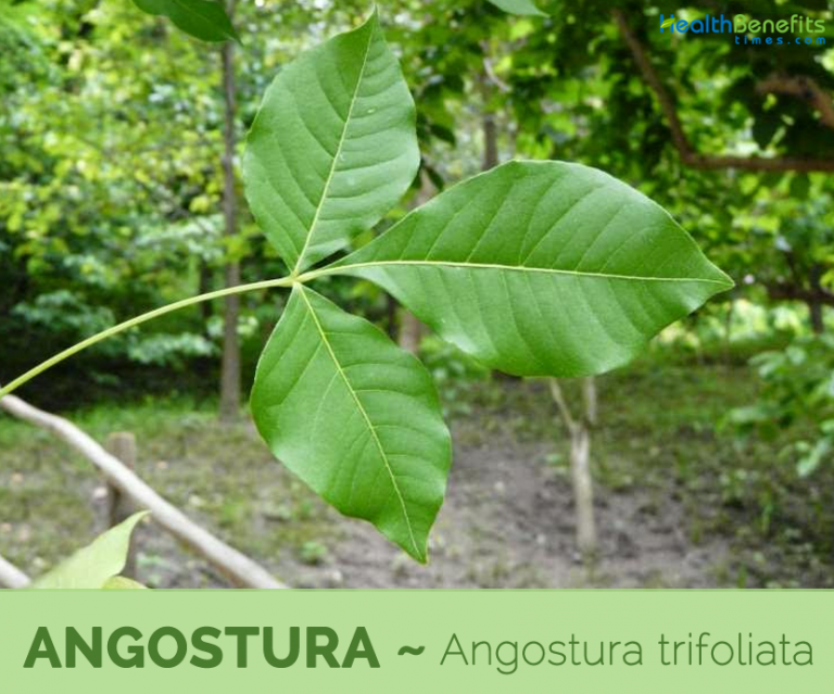 Angostura facts and health benefits