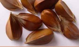 Facts and Benefits of Beech Nut