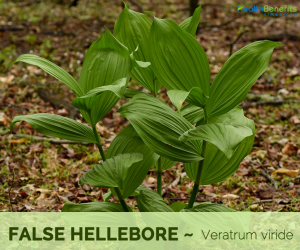 Facts and Benefits of False Hellebore