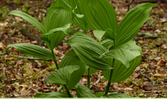 Facts and Benefits of False Hellebore
