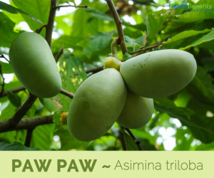Facts and Benefits of Paw Paw