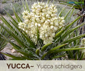 Facts and Benefits of Yucca