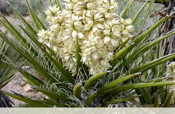 Yucca Facts And Health Benefits