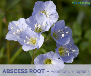 Facts and benefits of Abscess Root