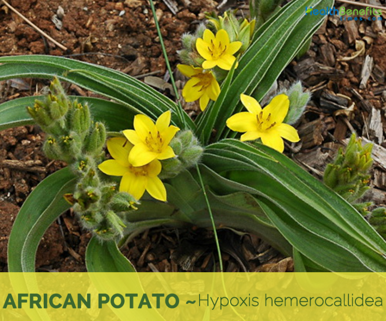 African Potato facts and health benefits