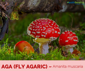 Facts and benefits of Aga (Fly Agaric)
