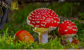 Facts and benefits of Aga (Fly Agaric)