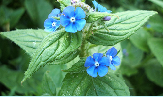 Facts and benefits of Alkanet