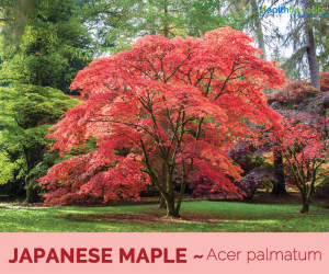 Facts-and-benefits-of-Japanese-Maple