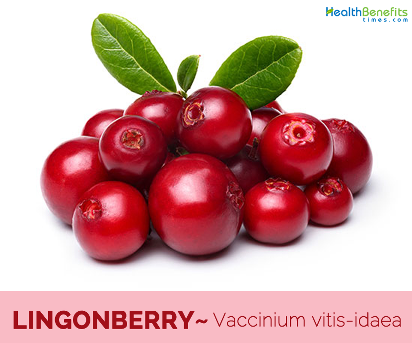 Facts and benefits of Lingonberry