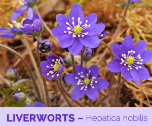 Facts and benefits of Liverworts