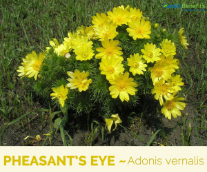 Facts and benefits of Pheasant's Eye