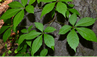 Facts and benefits of Virginia creeper