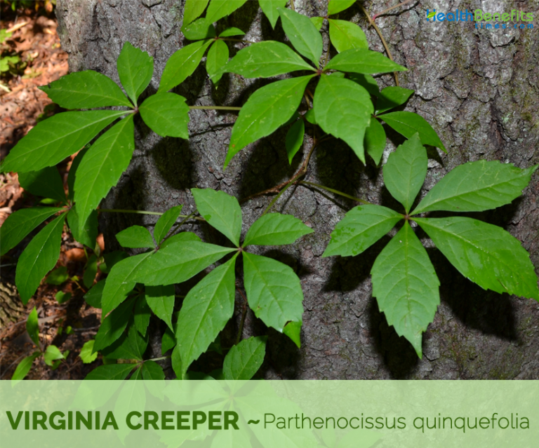 Virginia creeper facts and health benefits