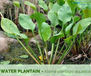 Facts and benefits of Water Plantain