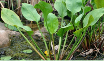 Facts and benefits of Water Plantain