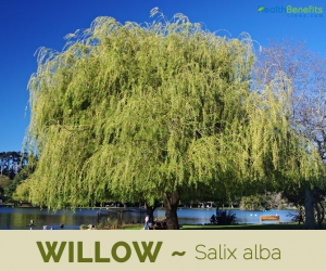 Facts and benefits of Willow