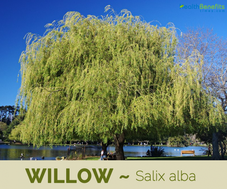 Willow facts and health benefits
