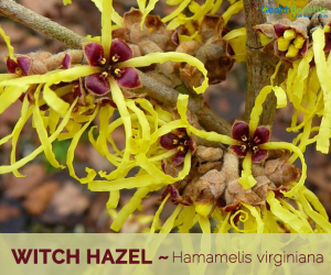 Facts and benefits of Witch Hazel