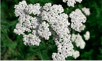 Facts and benefits of Yarrow