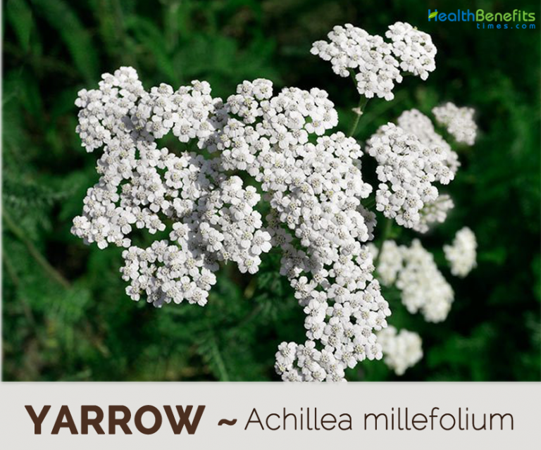 Yarrow facts and health benefits