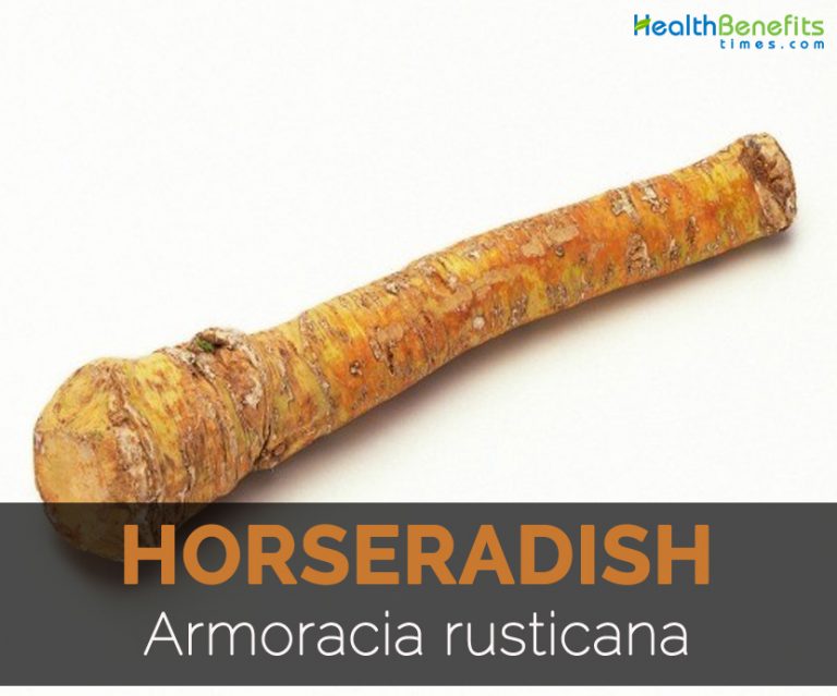 Horseradish Facts, Health Benefits and Nutritional Value