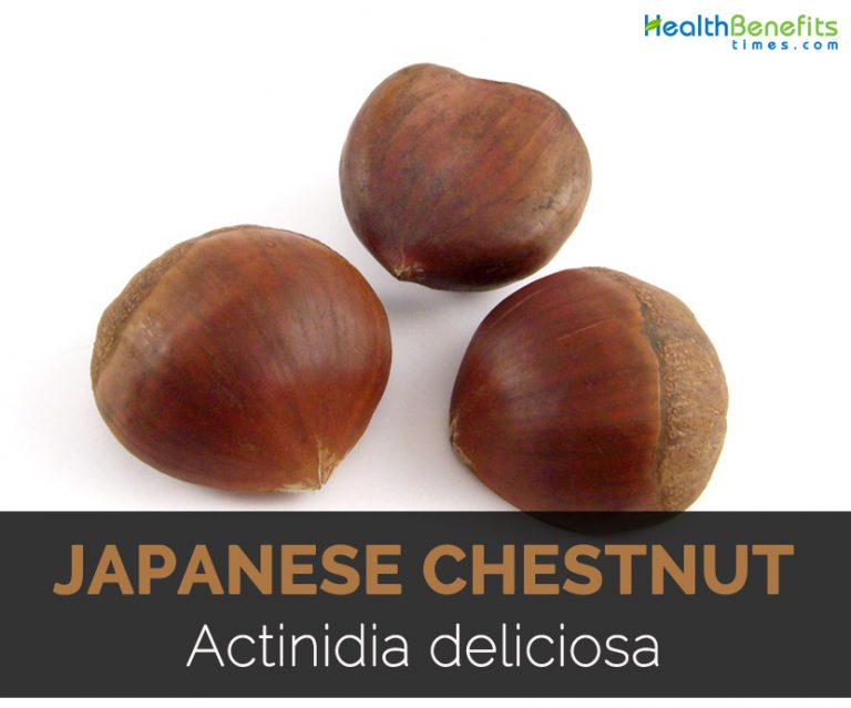 Japanese Chestnut Facts, Health Benefit & Nutritional Value