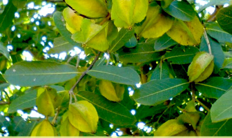 Facts and Benefits of Arjun Tree