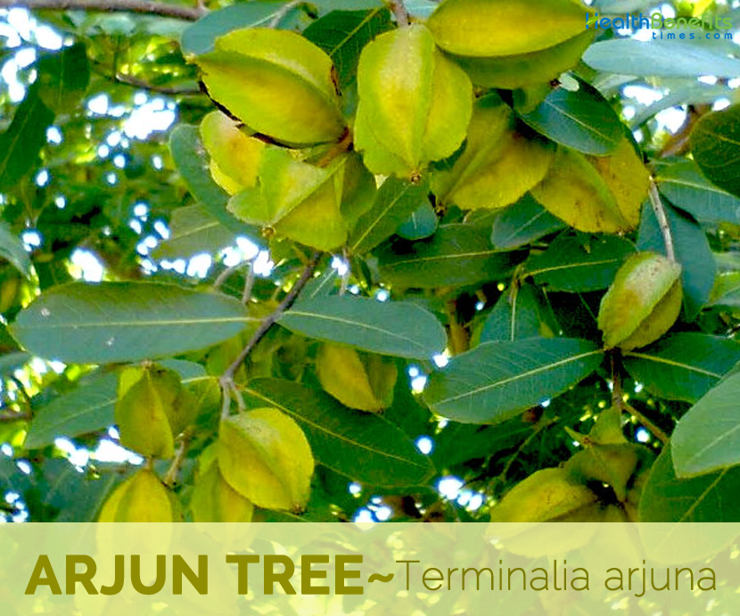 Arjun tree fruit name in hindi