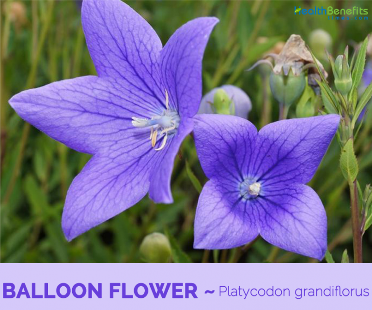 Balloon Flower facts and health benefits