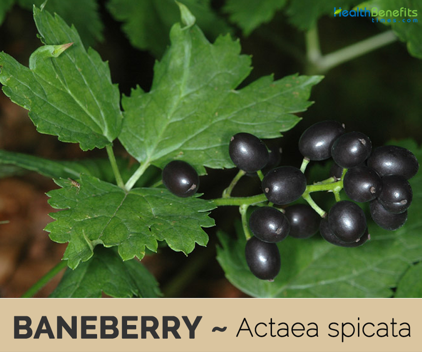 Facts and Benefits of Baneberry