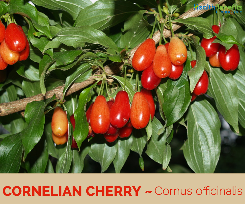 Cornelian Cherry Facts And Health Benefits