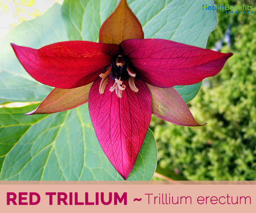 seeds 50 Trillium erectum purple trillium trille rouge Red trillium