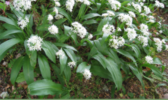 Facts and Benefits of Wild Garlic