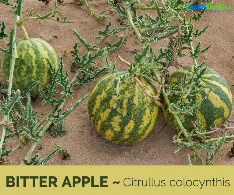 Bitter Apple facts and health benefits