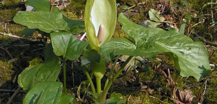 Facts and benefits of Cuckoo Pint (Arum)