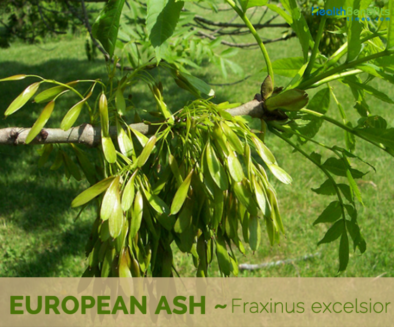 European Ash facts and health benefits