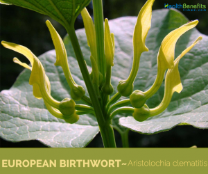 Facts and benefits of European Birthwort
