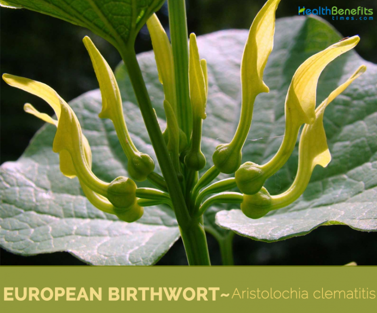 Facts and benefits of European Birthwort - Health Benefits
