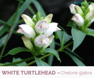 Facts and benefits of White Turtlehead
