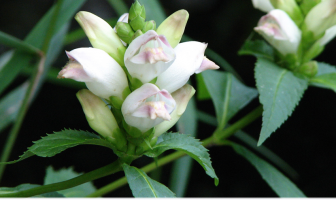 Facts and benefits of White Turtlehead