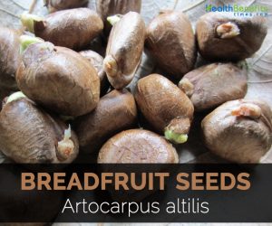 breadfruit healthbenefitstimes nutritional artocarpus