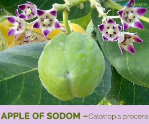 Facts about Apple of Sodom