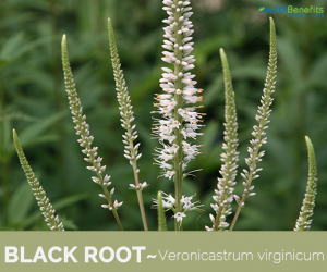 Facts about Black Root (Culver's Root)