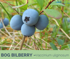 Facts about Bog Bilberry